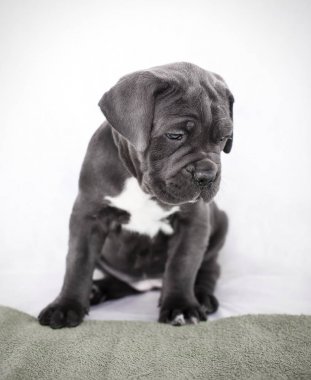 Yavru Cane Corso gri renk arka plan üzerinde
