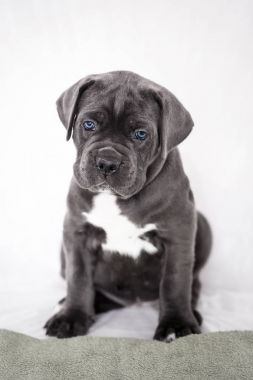 Puppy Cane Corso gray color on the background clipart
