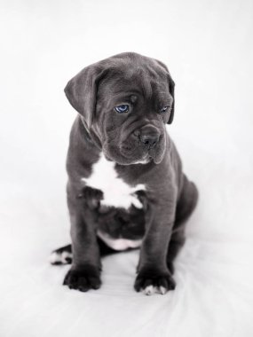 Yavru Cane Corso gri renk arka plan üzerinde