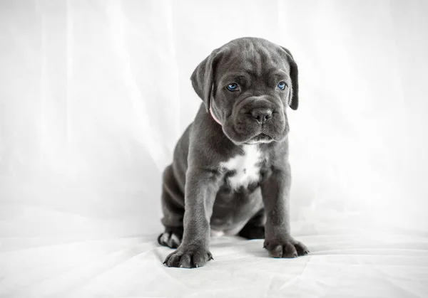 子犬カネコルソ灰色背景色 — ストック写真