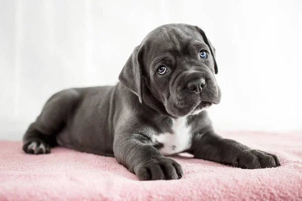 Kiskutya Cane Corso szürke szín a háttérben — Stock Fotó