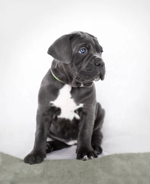 Puppy Cane Corso gray color on the background — Stock Photo, Image