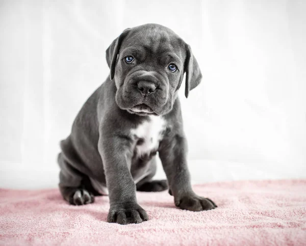 子犬カネコルソ灰色背景色 ストック画像