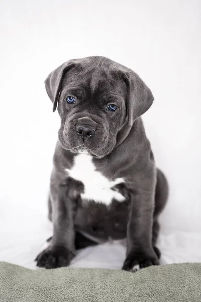子犬カネコルソ灰色背景色 ロイヤリティフリーのストック写真