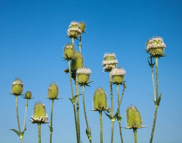 Aster aile bitkilerde Thistle — Stok fotoğraf