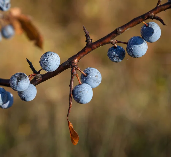 Reife blaue Schlehen-Beeren — Stockfoto