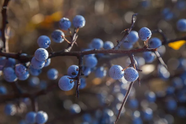 Ripe blue blackthorn berries — Stock Photo, Image