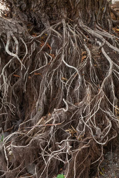 Naked willow roots — Stock Photo, Image