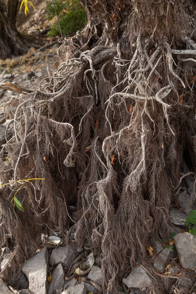 Naked willow roots — Stock Photo, Image