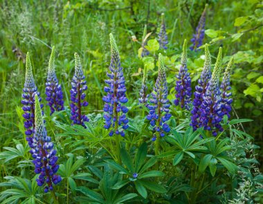 Wild lupine at the forest edge clipart