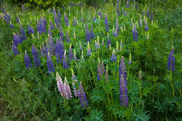 Vilda Lupin vid skogskanten — Stockfoto