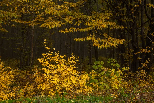 Őszi erdő szélén — Stock Fotó