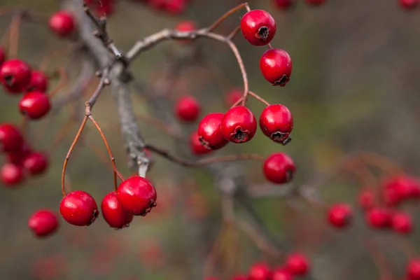 Hawthorn berries  in late autumn — Stock Photo, Image