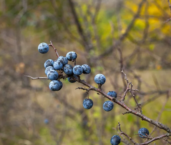 Blackthorn berries in the fall — Stock Photo, Image