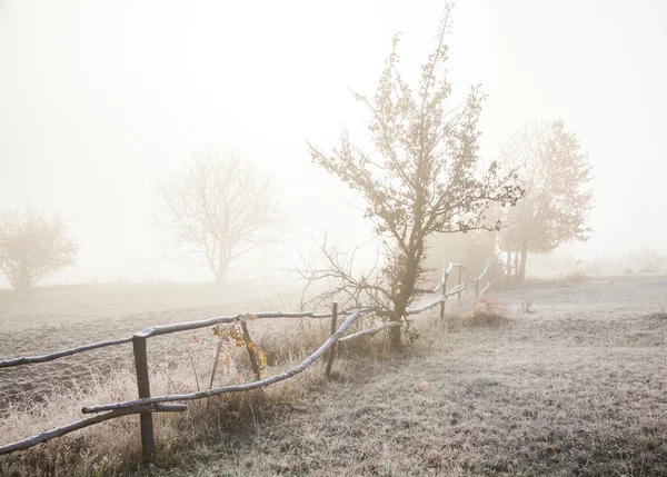 Foggy morning with frost — Stock Photo, Image