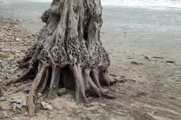 Old stumps — Stock Photo, Image