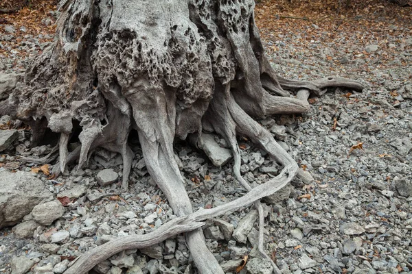 Old stumps — Stock Photo, Image