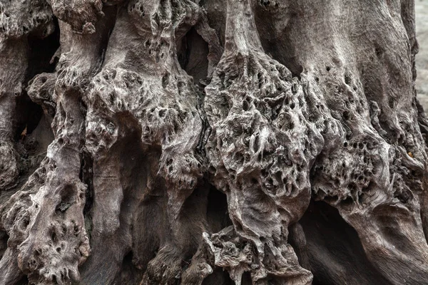 Old stumps — Stock Photo, Image