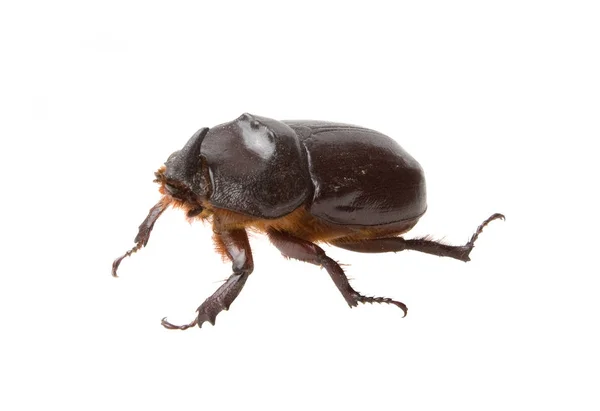 Dark brown rhinoceros beetle isolated on white background — Stock Photo, Image