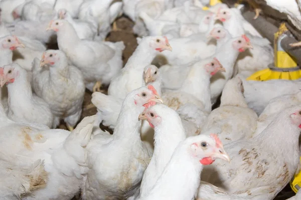 Pollos blancos jóvenes en la granja avícola — Foto de Stock