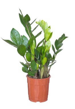 Zamioculcas ya da 