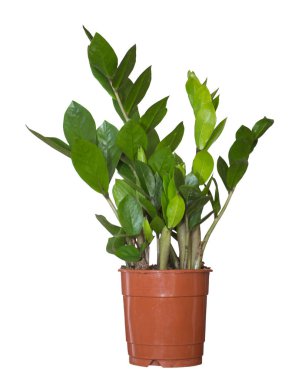 Zamioculcas ya da 