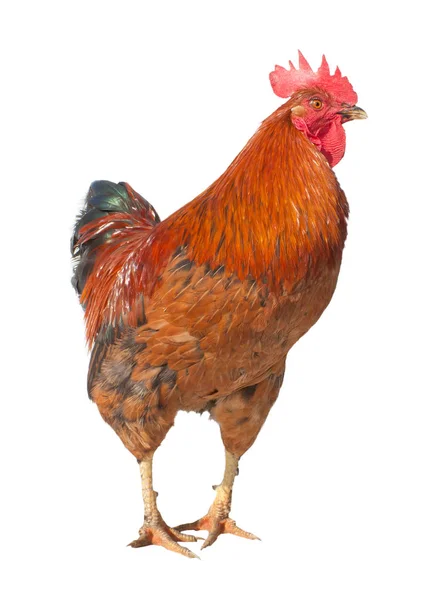 Red brown rooster isolated on white background — Stock Photo, Image