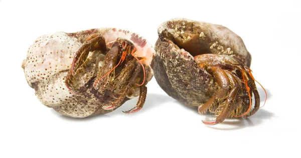 Eremit Krabba Från Svarta Havet Isolerad Vit — Stockfoto