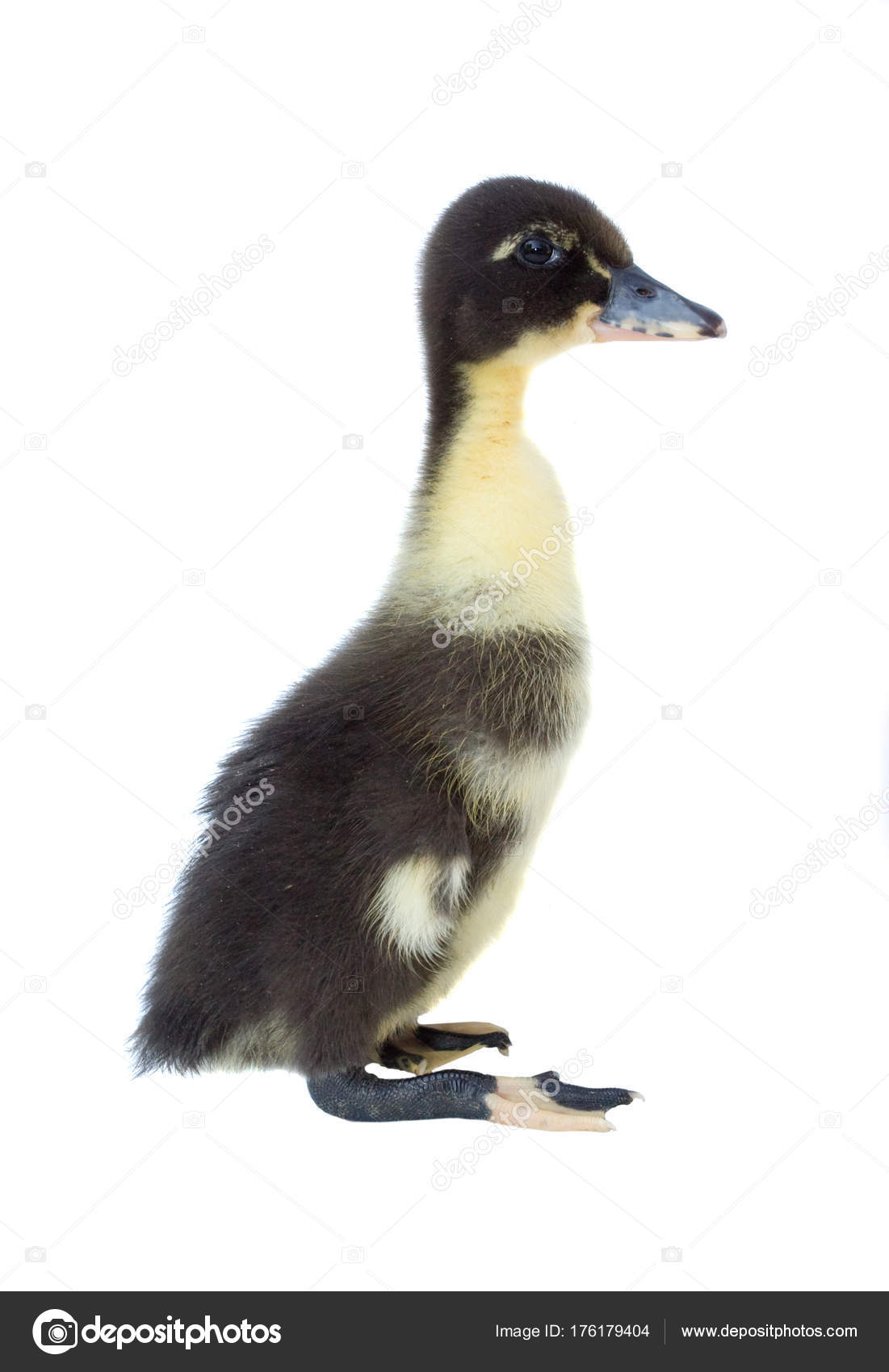 Small Black Yellow Duckling Isolated White Background Stock