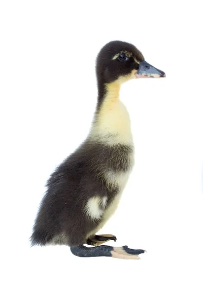 Small Black Yellow Duckling Isolated White Background — Stock Photo, Image