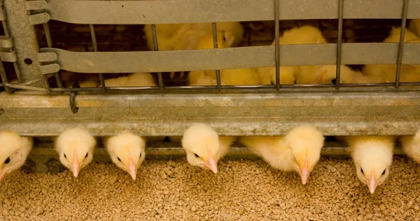 Mladí Brojlery Drůbeže Farmě — Stock fotografie