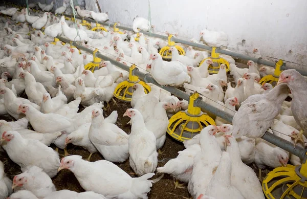 Indoors Chicken Farm Chicken Feeding Modern Chicken Farm Production White — Stock Photo, Image