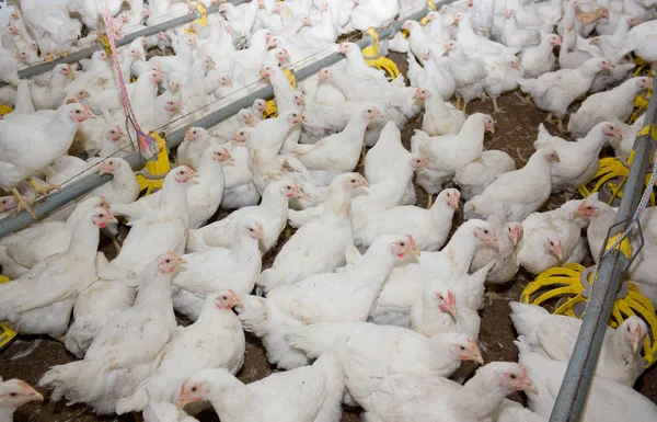 户内养鸡场 现代鸡场 白肉的生产 — 图库照片