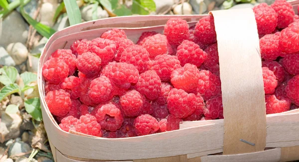 Basket of fresh sweet raspberries. The basket is on the grass