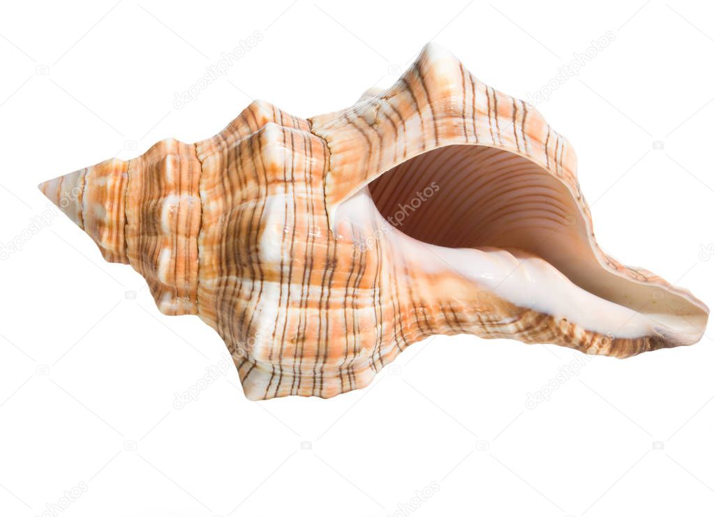 Beautiful  Sea shell isolated on white background.