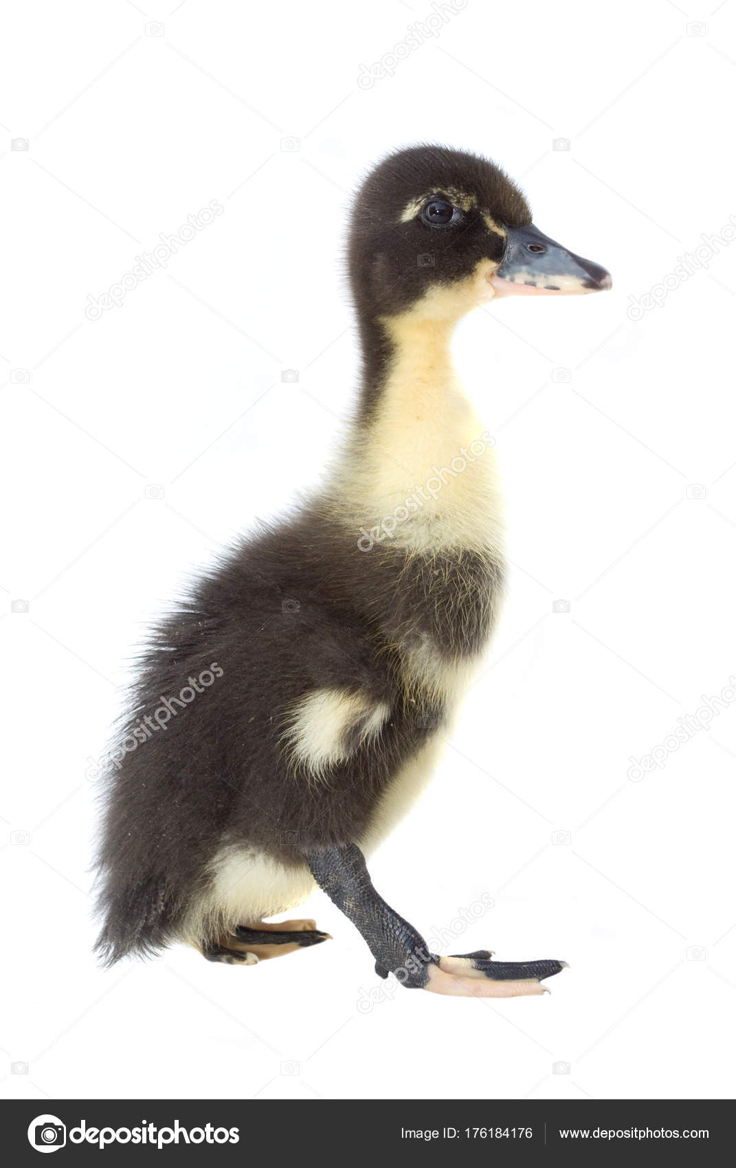 Small Black Yellow Duckling Isolated White Background Stock