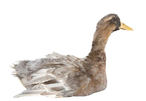 Adult Duck White Background — Stock Photo, Image