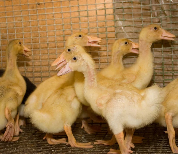 Moderne Boerderij Voor Groeiende Kuikens Voor Vlees — Stockfoto