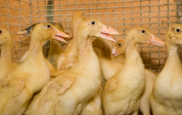 Modern Farm Growing Ducklings Meat — Stock Photo, Image