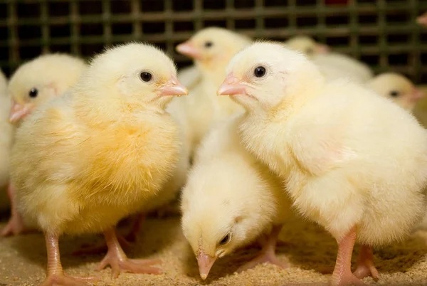 Young broiler chickens at the poultry farm