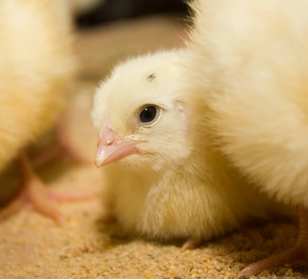 Modern Tavuk Çiftliği Beyaz Üretimi — Stok fotoğraf