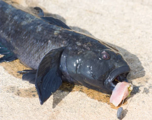 Peixe Cabeça Touro Cru Chamado Peixe Goby Pedra — Fotografia de Stock