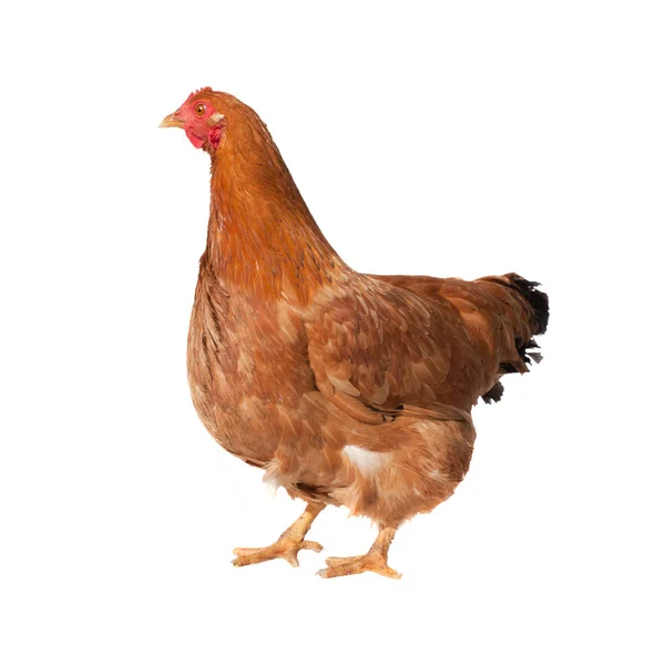 Gallina Marrón Adulta Sobre Fondo Blanco — Foto de Stock