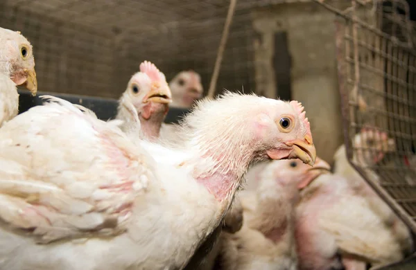 Junge Masthühner Auf Dem Geflügelhof Moderne Hühnerfarm Produktion Von Weißem — Stockfoto