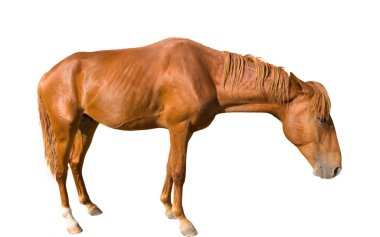 Üzgün genç at. Beyaz arka plan üzerinde izole kahverengi at
