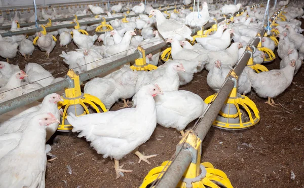 Moderní Drůbežárny Pro Výrobu Masných Kuřat — Stock fotografie