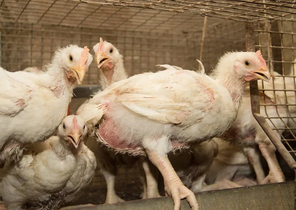 Hühner Masthühner Einem Käfig Einer Geflügelfarm Moderne Geflügelfarm Für Die — Stockfoto