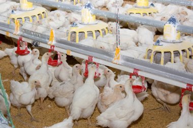 Tavuk eti ve yumurta yetiştirme için Modern tavuk çiftliği