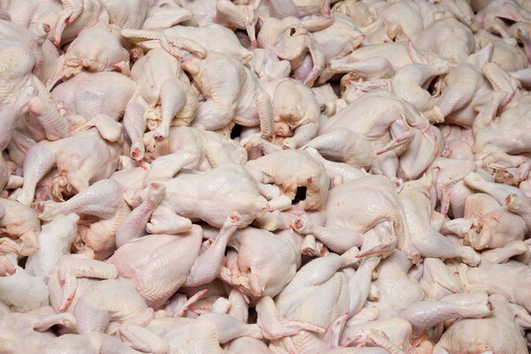 Background of raw chickens. Modern factory for meat processing