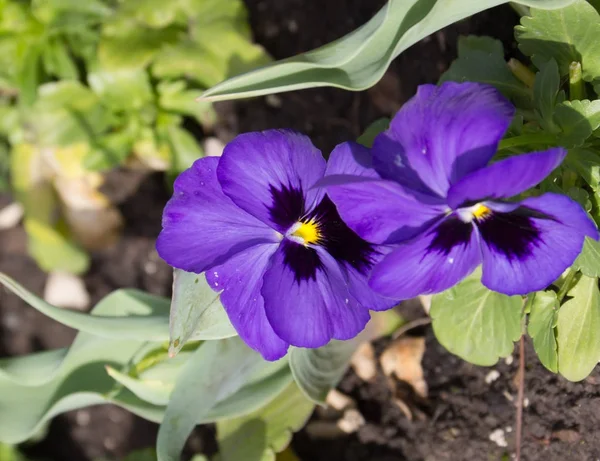 Pansy Viola Tricolor Viola Tricolor Florescendo Jardim — Fotografia de Stock